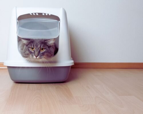 LitterMaid Automatic Multi-Cat Litter Box Review