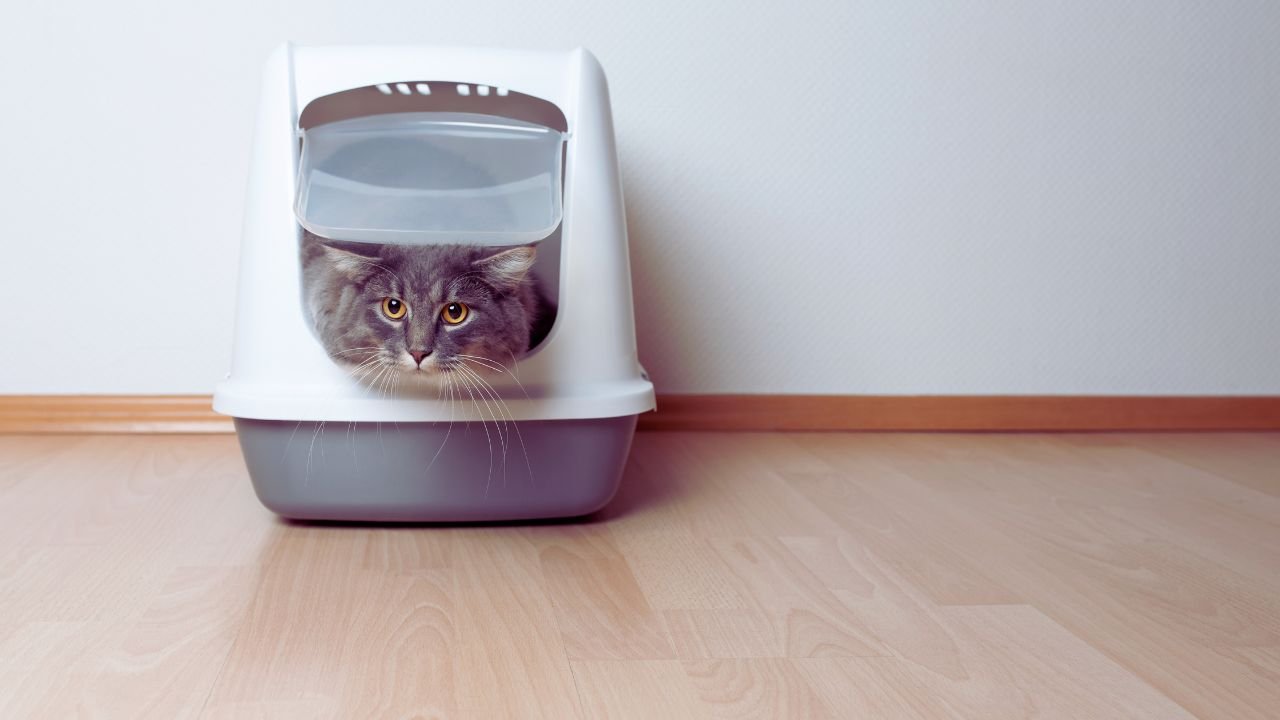 LitterMaid Automatic Multi-Cat Litter Box Review