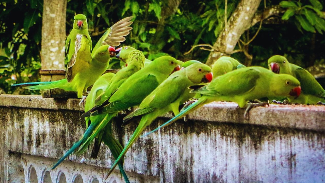 Can Parrots Eat Asparagus? 2