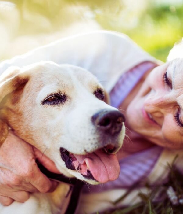 Tips For Traveling With Elderly Pets