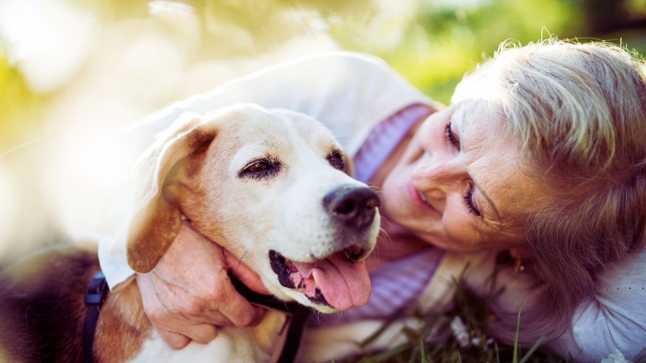 Tips For Traveling With Elderly Pets