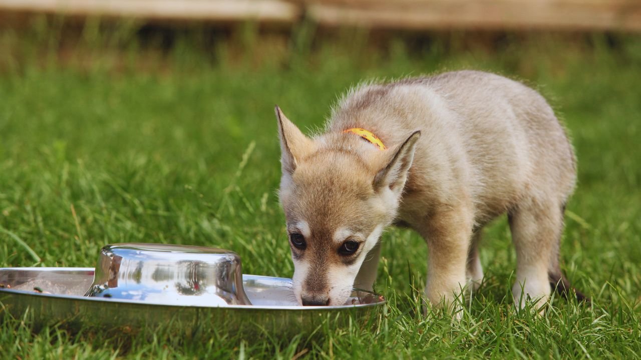 Irish Wolfhound Puppy Feeding Guide 1