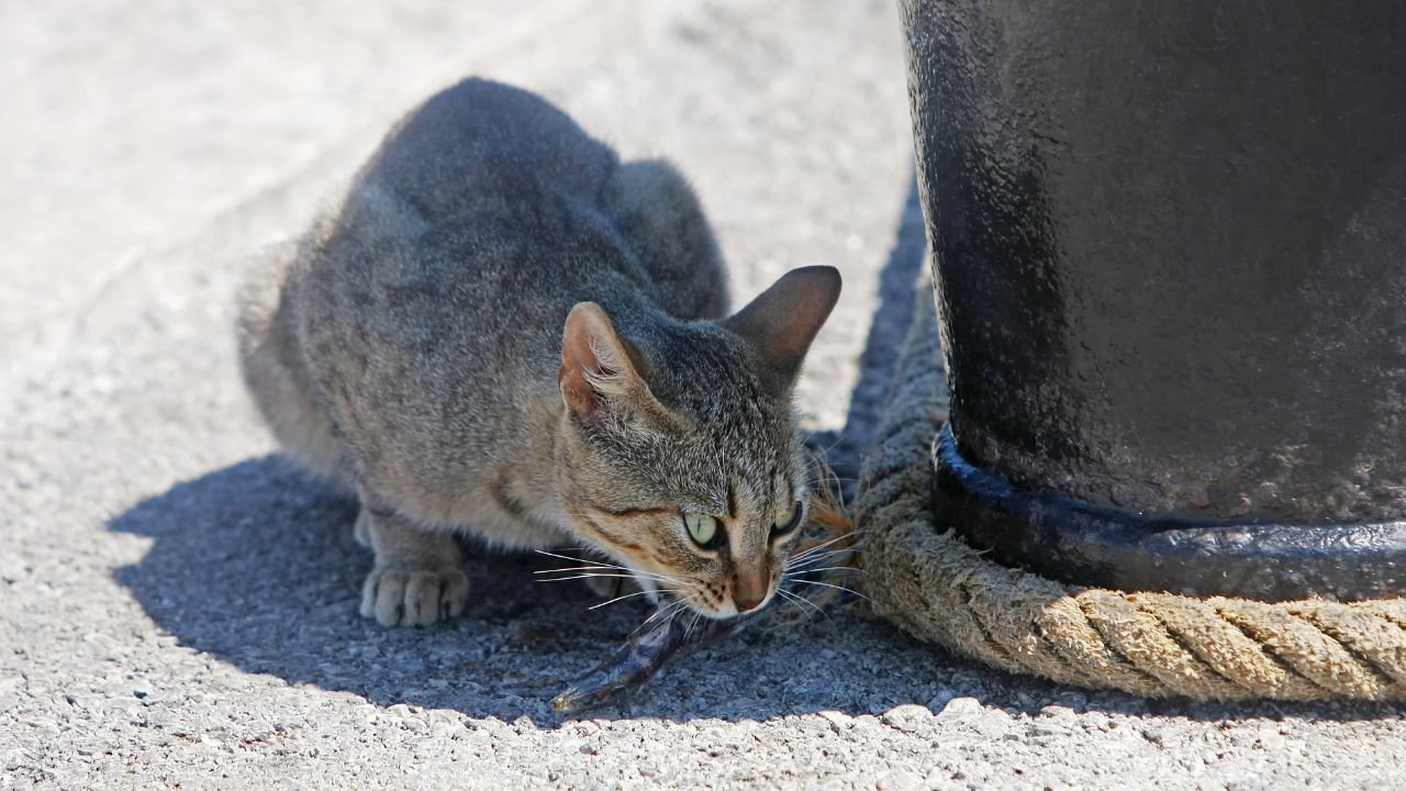 What Kind of Fish Can Cats Eat?