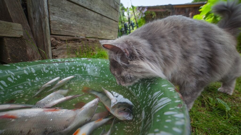 Can a Cat Eat Fish