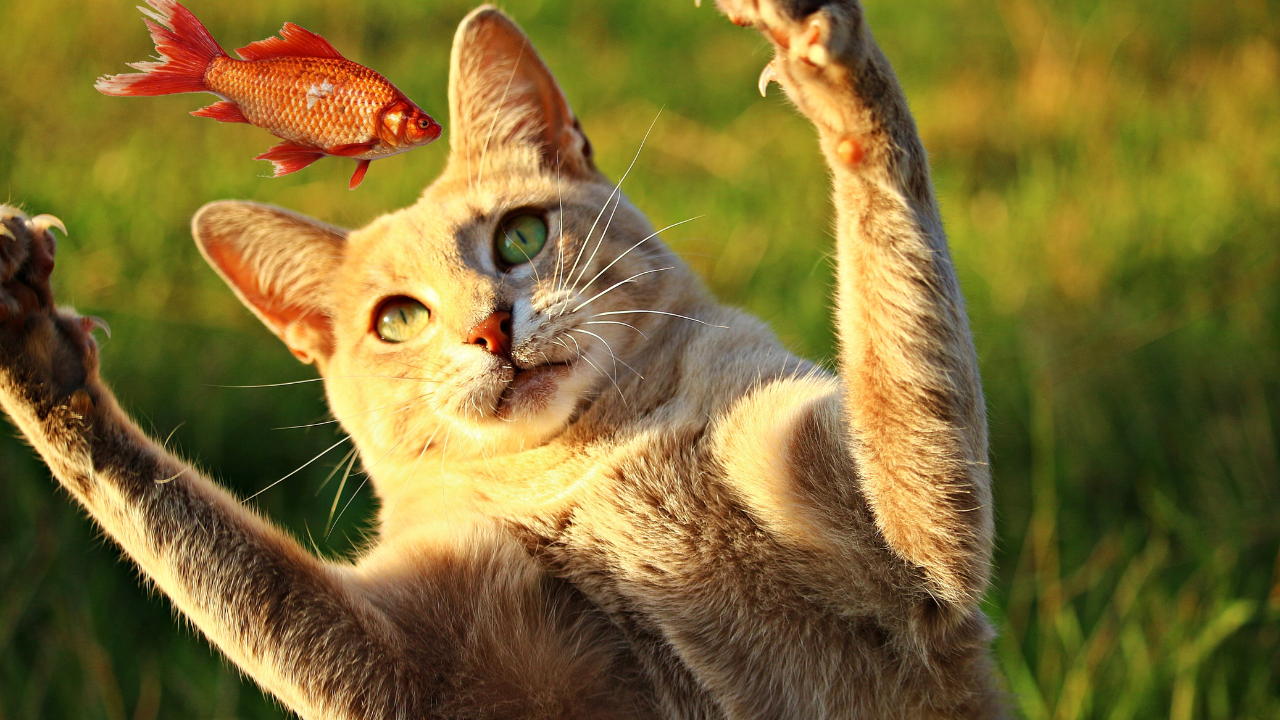 Can a Cat Eat Fish? Can Cats Eat Raw Fish, Salmon, or Tuna? 1