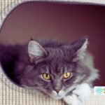 Best Cat Litter Box Furniture