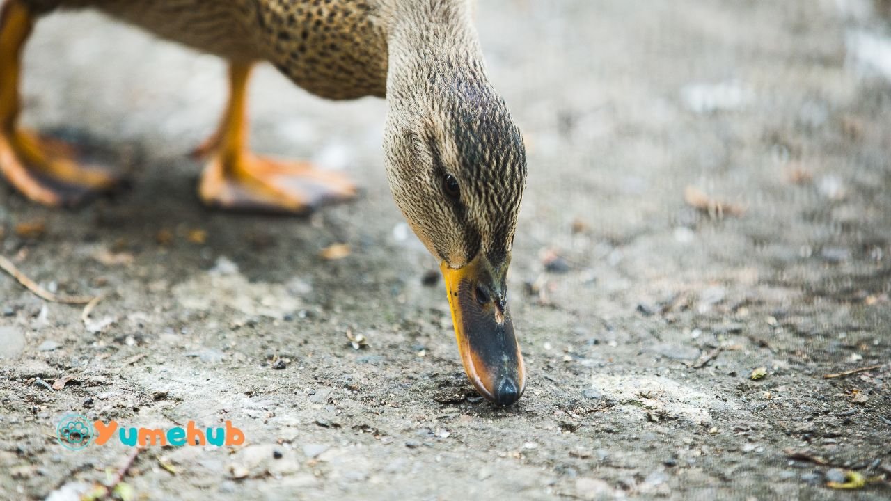 Can Ducks Eat Bell Peppers?