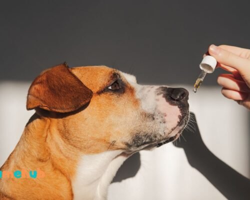 Hemp Pet CBD Oil Shampoo